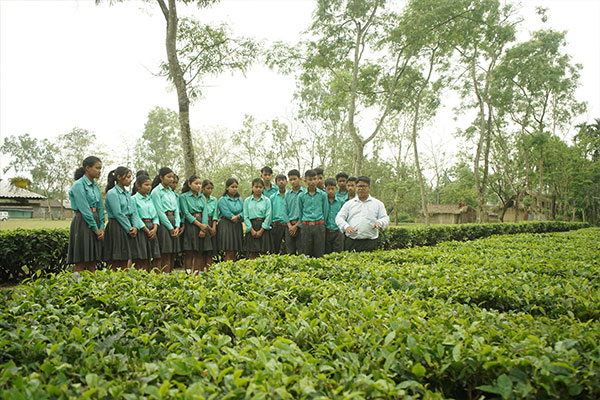 Imparting Sustainable Tea Cultivation Knowledge to Students
