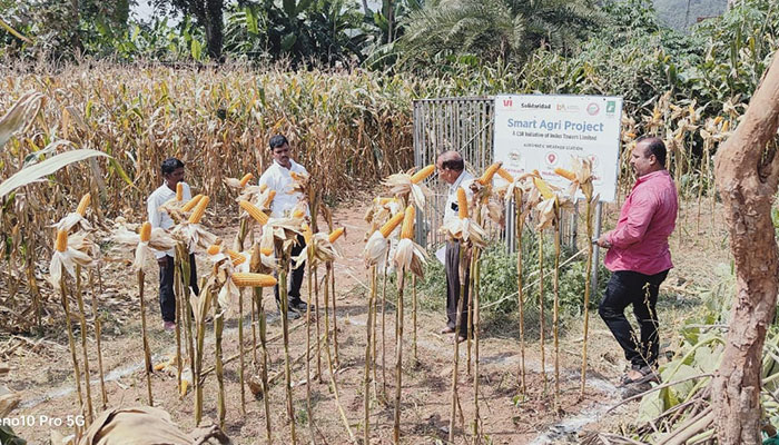 Experimenting with maize cultivation in Odisha