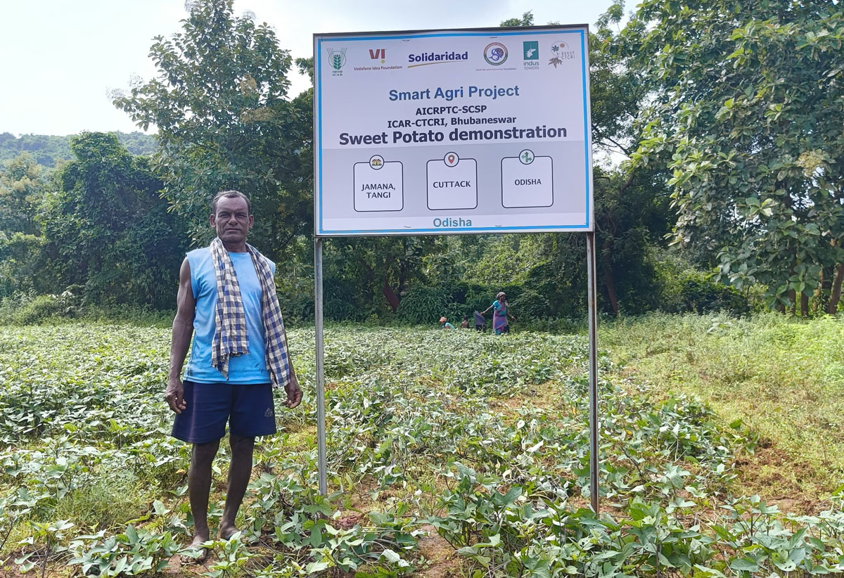 Reaping the Sweet Yields of Tuber Crop Farming